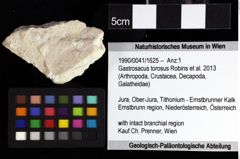 Foto (Objket + Etiketten) von Goniodromites sp. 